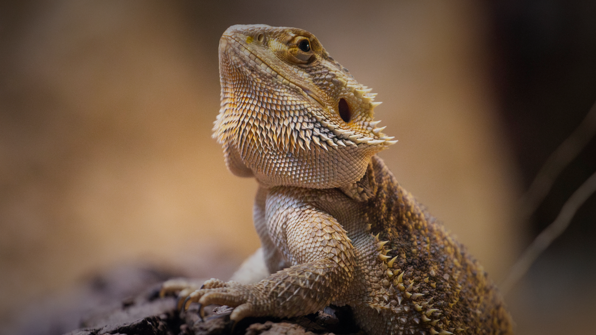 Neurodivergent Clients and Animal Connections
