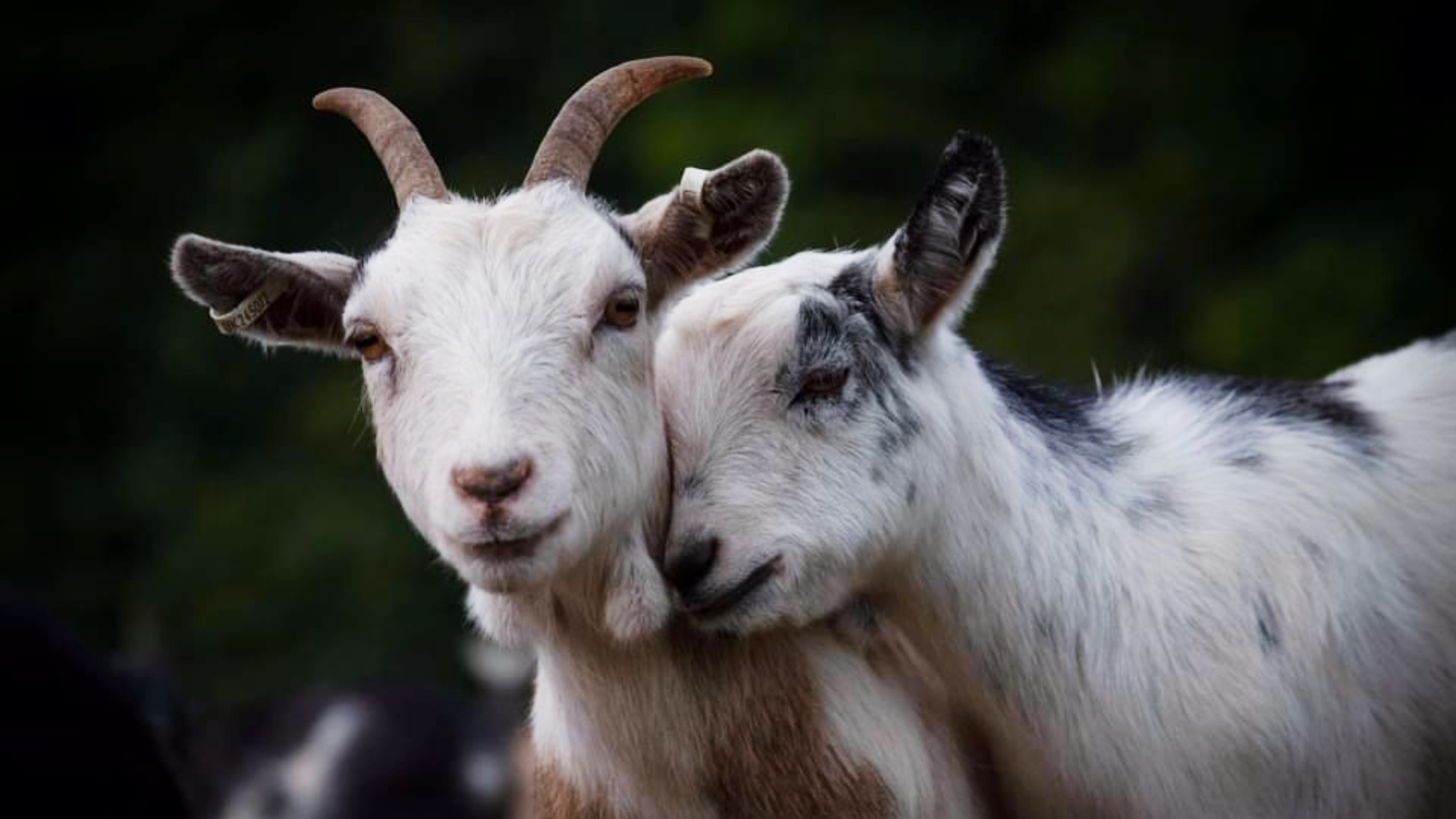 Building Trust in Animal Assisted Work