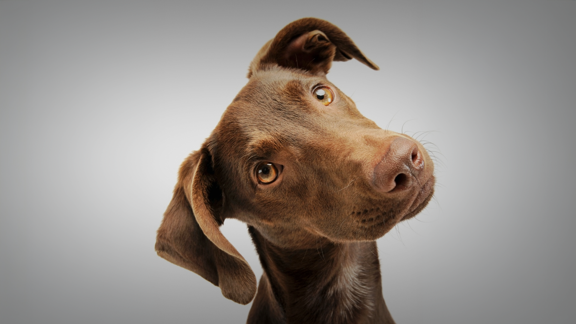 Dogs In Therapeutic Practice
