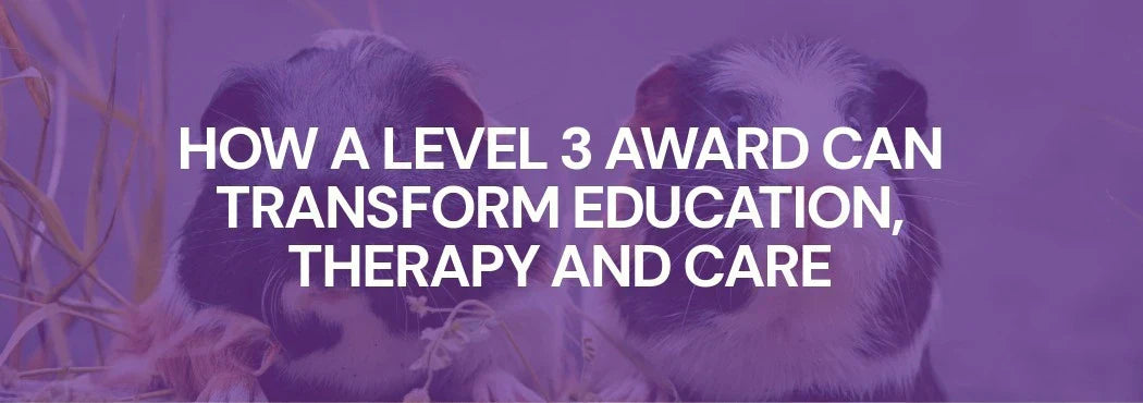 How a level 3 award can transform education, therapy and care blog banner with two guinea pigs at Elysian Academy