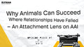 An Attachment Lens on AAI - Opinion Piece #7