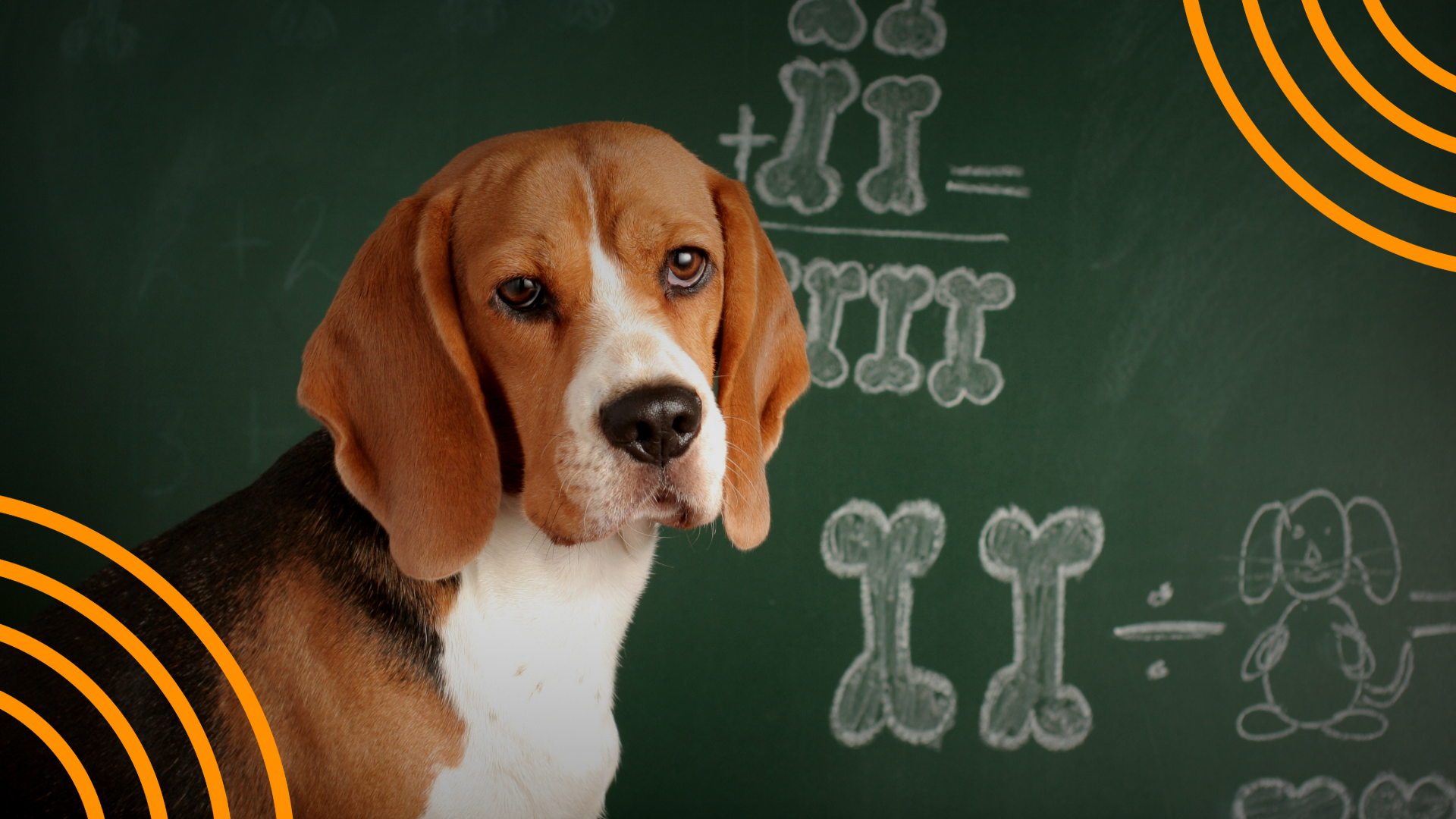 How and Why to Bring Dogs and Animals into the School Day - Webinar