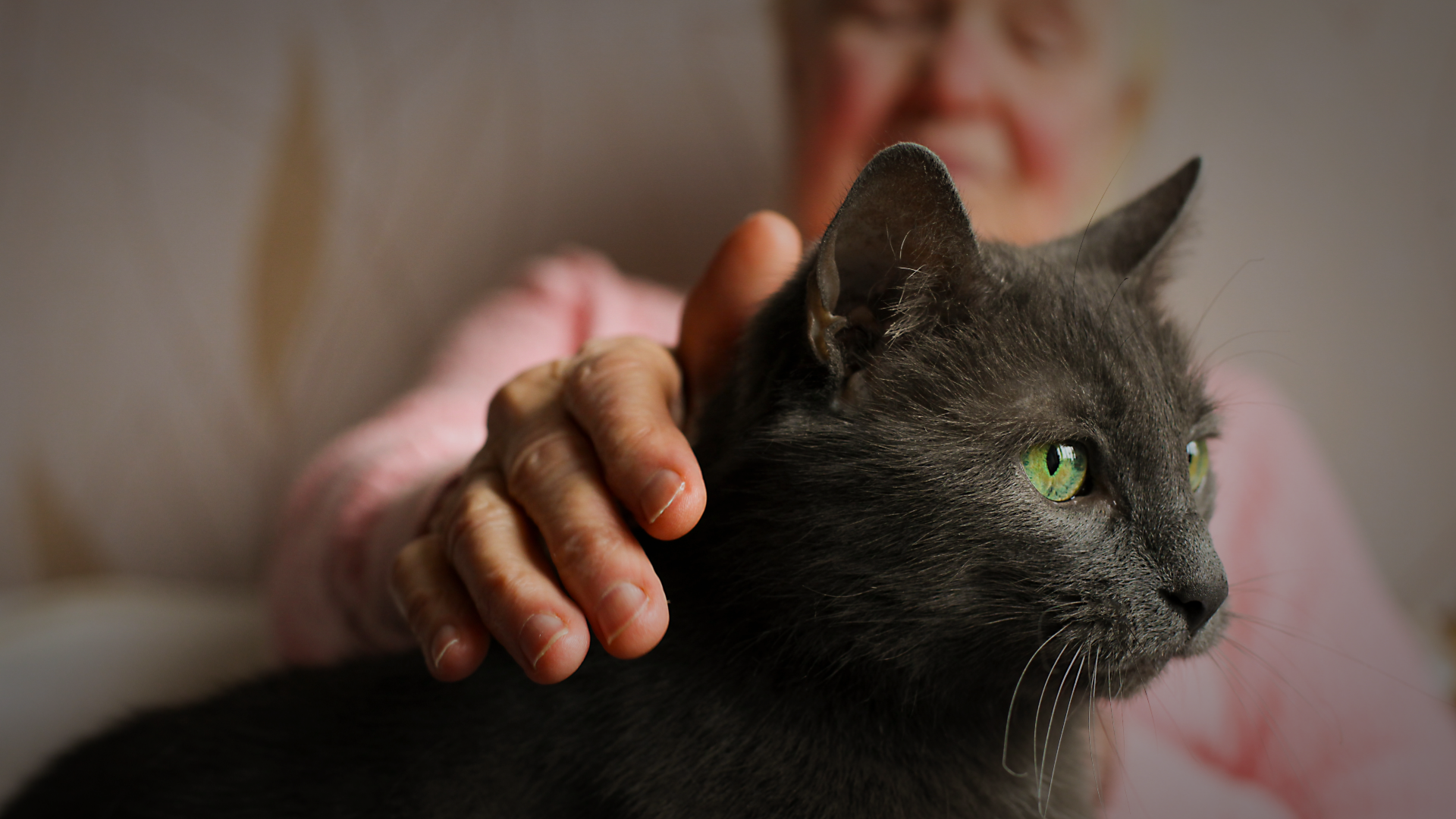 Understanding the Impact of Animal-Assisted Interventions in Care Settings