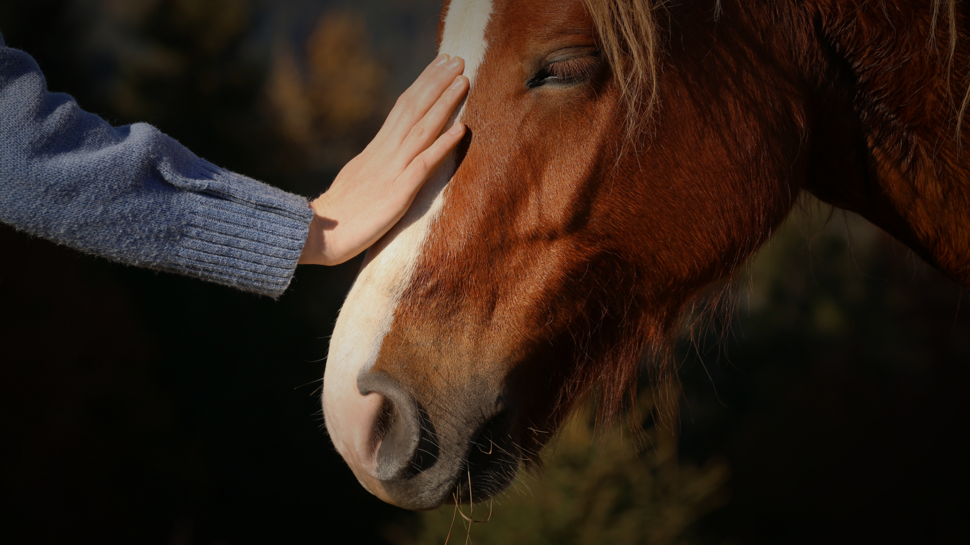 Introduction to Animal Assisted Interventions