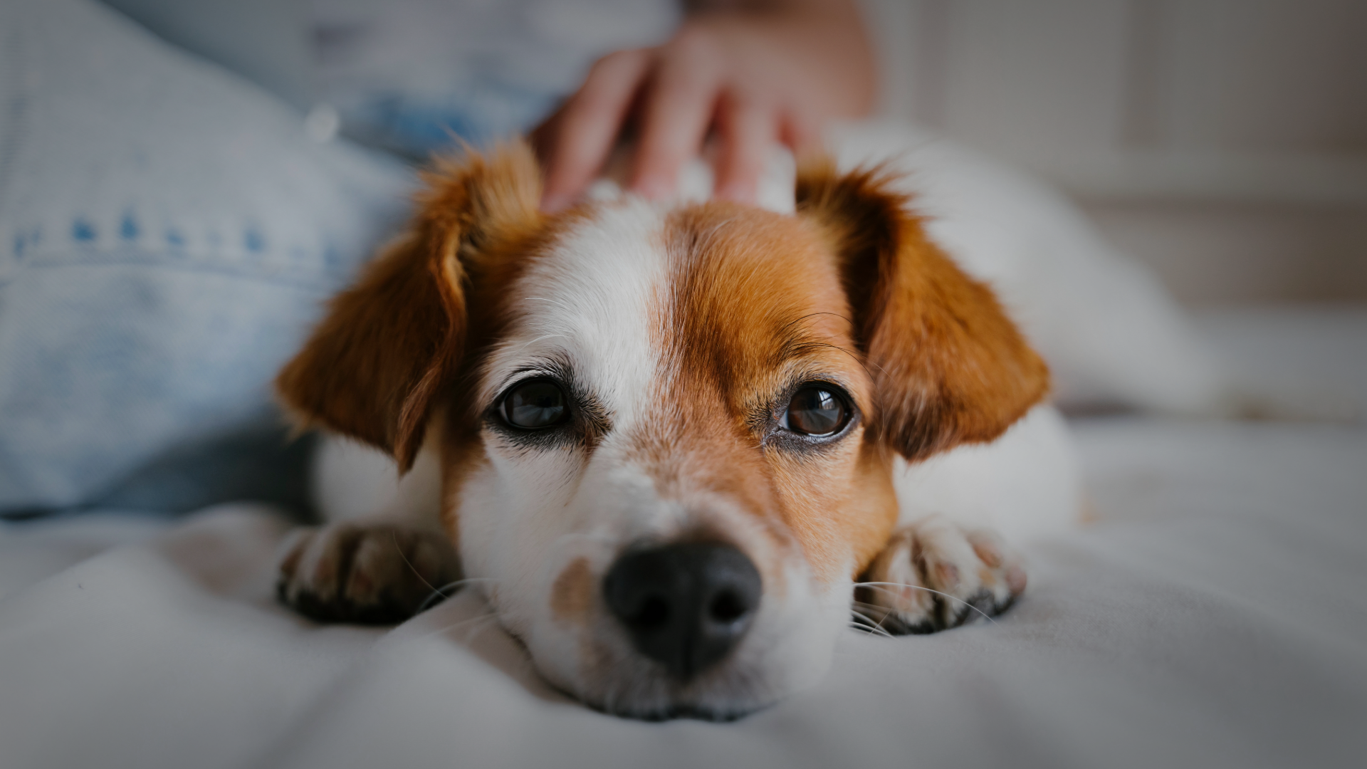 Matching Animals to Care Settings in AAI