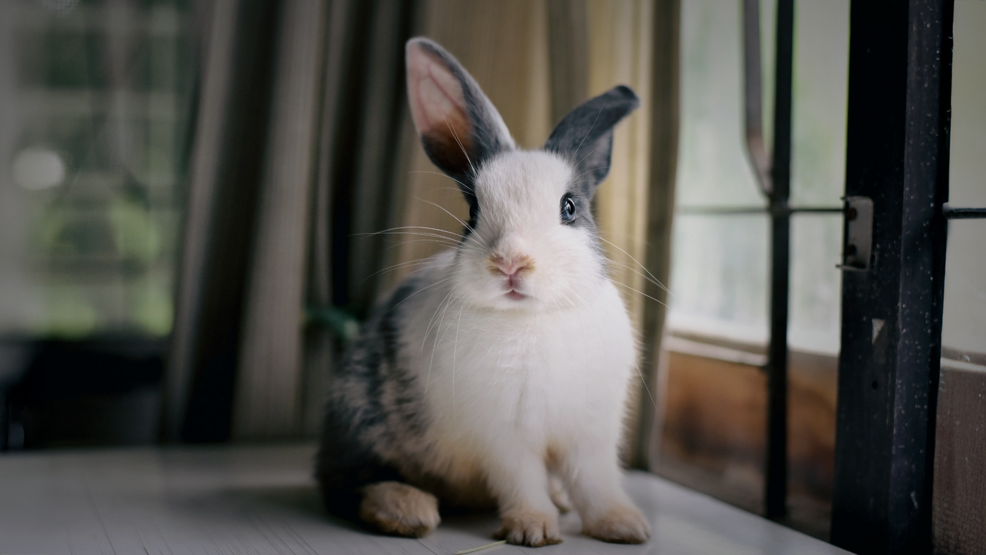 Rabbits In Therapeutic Practice