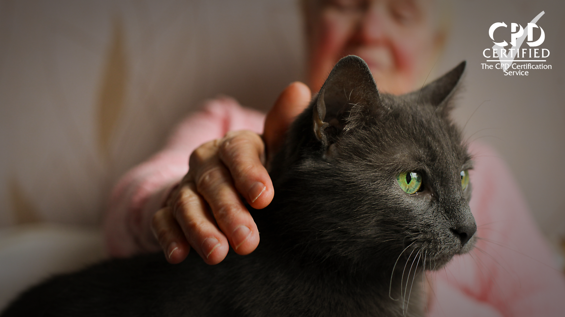 Understanding the Impact of Animal-Assisted Interventions in Care Settings