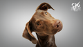 Elysian Academy curious brown dog with tilted head and CPD Certified logo on grey background