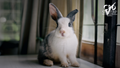 Elysian Academy rabbit course content image with a cute black and white bunny indoors