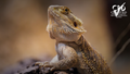 Bearded dragon close-up with CPD Certified badge, Elysian Academy course imagery