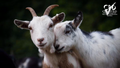 Two friendly goats nuzzling with CPD Certified logo, Elysian Academy course theme