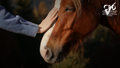 Elysian Academy course image of a person gently touching a brown horse's face outdoors, CPD certified badge visible.